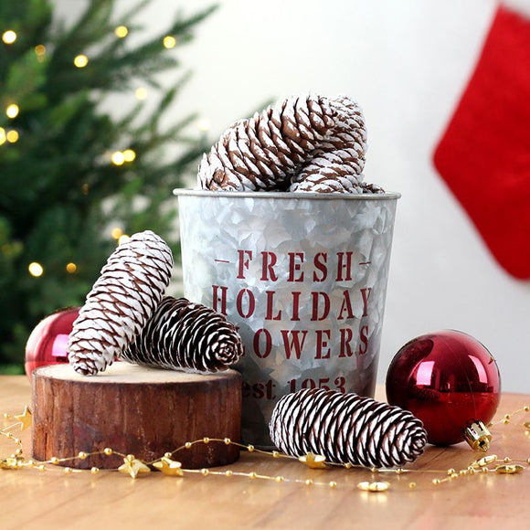 Natural Pine Cones with Snow-Dusted Tips for Christmas Tree Ornaments, Holiday Table Centerpieces, DIY Wreath Crafts, Garland Making and Festive Photo Props (4-5cm(5PCS))