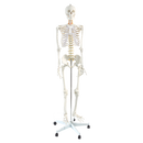 Human Skeleton Anatomical Model 180cm-1