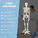 Human Skeleton Anatomical Model 180cm-10