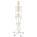 Human Skeleton Anatomical Model 180cm-7