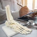 Life Size Foot Joint Anatomical Model Skeleton-2
