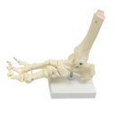 Life Size Foot Joint Anatomical Model Skeleton-1