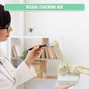 Life Size Foot Joint Anatomical Model Skeleton-8