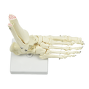 Life Size Foot Joint Anatomical Model Skeleton-6