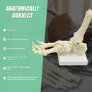Life Size Foot Joint Anatomical Model Skeleton-9