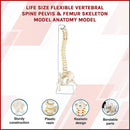 Life Size Flexible Spine Pelvis & Femur Model – Anatomical Skeleton Display-5