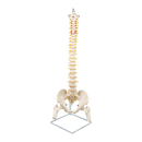 Life Size Flexible Vertebral Spine Pelvis & Femur Skeleton Model Anatomy Model-1