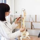 Life Size Flexible Vertebral Spine Pelvis & Femur Skeleton Model Anatomy Model-2