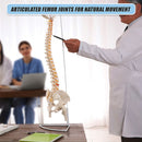 Life Size Flexible Vertebral Spine Pelvis & Femur Skeleton Model Anatomy Model-9