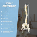 Life Size Flexible Vertebral Spine Pelvis & Femur Skeleton Model Anatomy Model-10
