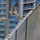 20x 50cm Bird Spike S304 wire Spikes Eaves Pigeon Gull Starling 10M-6