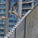 20x 50cm Bird Spike S304 wire Spikes Eaves Pigeon Gull Starling 10M-11