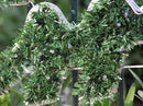 Samland 5.5m Merry Christmas Sign Led Rope Light Commercial - RnR Galore