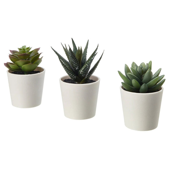 3 Pack of Artificial Succulent Potted Plants in White Plastic 6cm Pot Interior Decoration - RnR Galore