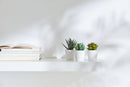 3 Pack of Artificial Succulent Potted Plants in White Plastic 6cm Pot Interior Decoration - RnR Galore