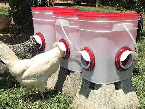 Cheecky Chooka DIY Poultry Feeder Port 4pk - 0