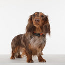 Tickless Mini Electronic Tick Repeller for Cats and Small Dogs - RnR Galore