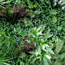 Vista Green Vertical Garden Green Wall UV Resistant 100cm x 100cm - RnR Galore
