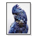 Wall Art 70cmx100cm Black Cockatoo A Black Frame Canvas - RnR Galore